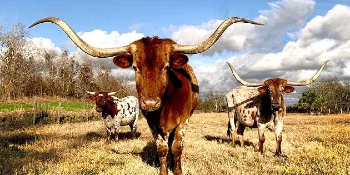 Najveći ranč na svijetu.